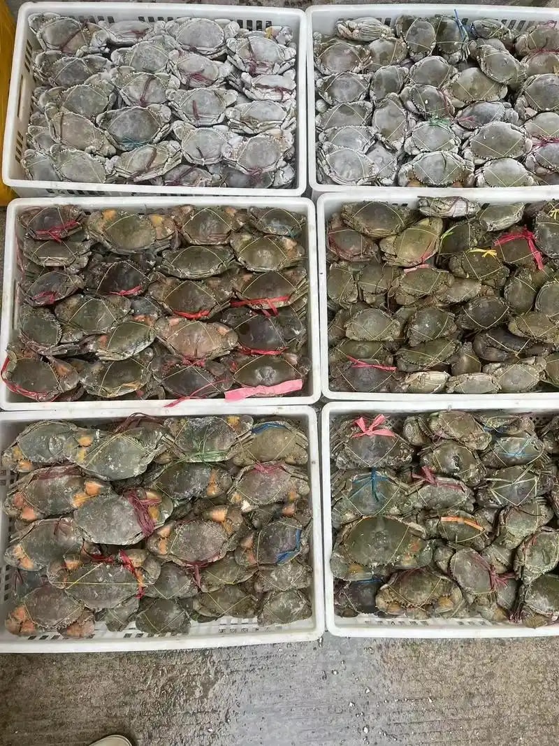 青蟹供应