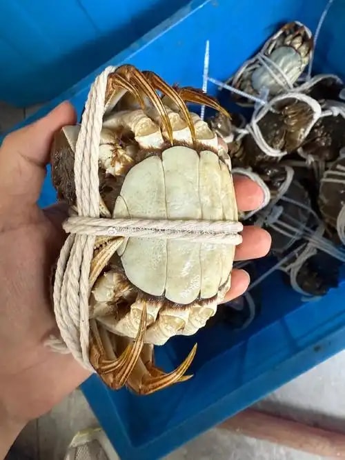 海蟹母蟹
