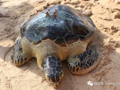 世界海龟日，中国海龟保护联盟成立，著名演员刘烨任中国水生野生动物保护公益形象大使