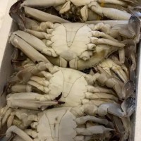 河蟹冻品
