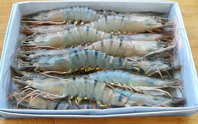 斑节对虾
