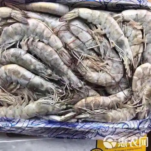 盐冻对虾