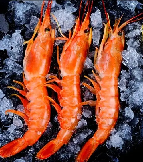 阿根廷红虾