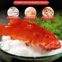东星斑鱼苗