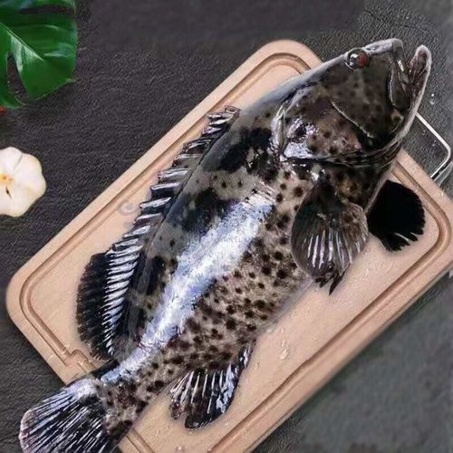 青石斑鲜品
