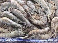 山西：运城市第一次水产养殖种质资源普查工作进展顺利