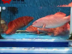 斑海豹保护联盟成立大会成功举办