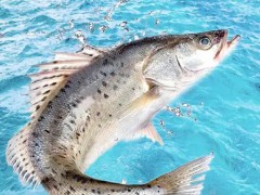 湖北：第一次湖北省水产养殖种质资源系统调查2023年工作会议顺利召开