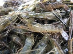 四川：兴文县成功举办2023年小龙虾美食节暨早虾开捕启动仪式