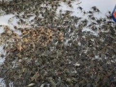 于秀娟副站长带队赴江西省开展稻渔综合种养调研