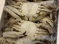 2014年全省刺参优质健康苗种生态繁育技术骨干培训班在庄河举办