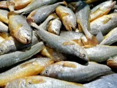 2026中国水产品博览会·北海站