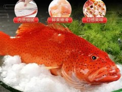 求购东星斑 2400斤