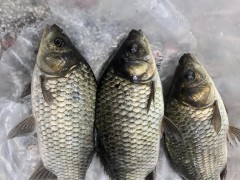 淡水鱼区域代理招商