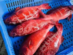东星斑区域代理招商